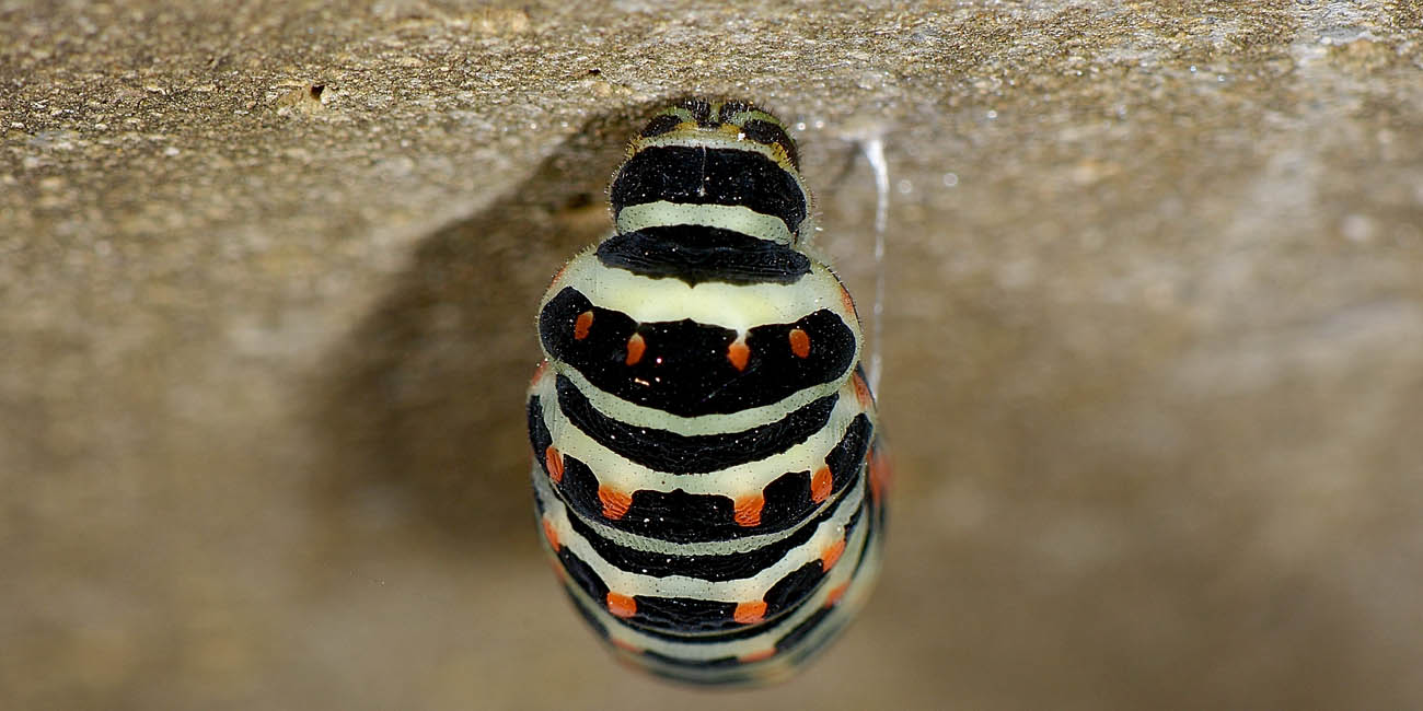 Bruco di Papilio machaon